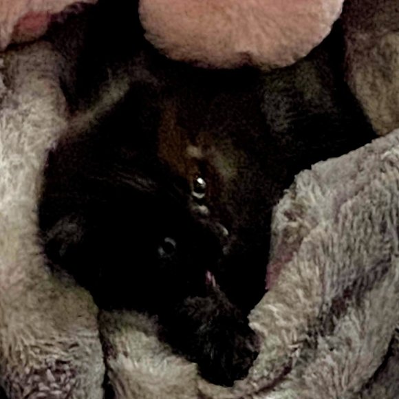 MEET MY POSH BUDDY BABY GIRL & RAVEN& COOKIE TIGGER MIDNIGHT - Picture 7 of 13